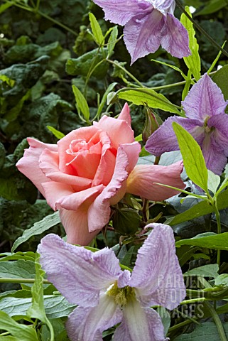 ROSA_COMPASSION_WITH_CLEMATIS_BETTY_CORNING