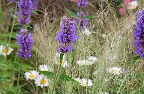 AGASTACHE_BLUE_MOON_WITH_GRASSES
