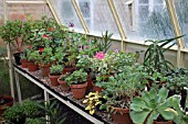 PROPAGATION - GREENHOUSE BENCH WITH STOCK PLANTS