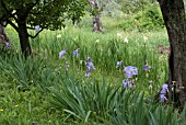 IRISES IN THE OLIVE GROVE, VILLA CAPPONE, FLORENCE,  ITALY
