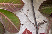 PARTHENOCISSUS HENRYANA SHOWING MATURE TENDRILS CLINGING TO A WALL