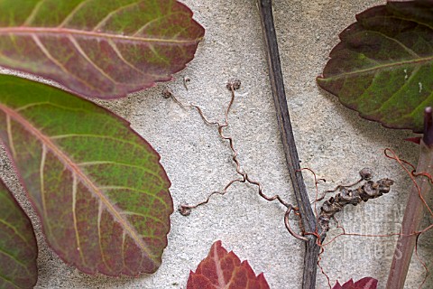 PARTHENOCISSUS_HENRYANA_SHOWING_MATURE_TENDRILS_CLINGING_TO_A_WALL