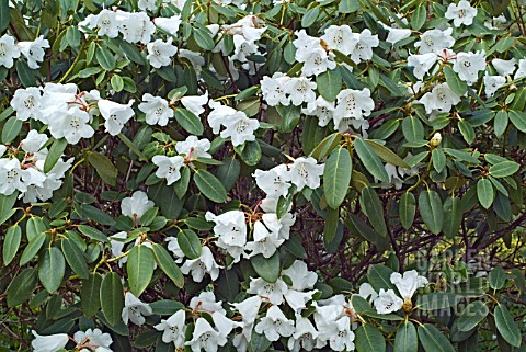 RHODODENDRON_POOK