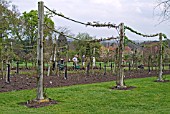 ROSES TRAINED ON POSTS AND ROPES AT RHS WISLEY,  WITH GARDENERS WORKING IN THE BACKGROUND