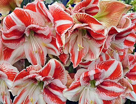 HIPPEASTRUM_JEWEL__AMARYLLIS