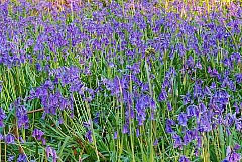 HYACINTHOIDES__BLUEBELLS_GROWING_IN_WOODLAND