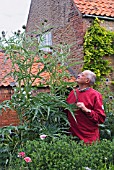 CARDOON IN FLOWER WITH NIGEL COLBORN, TO SHOW SCALE