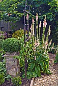 DIGITALIS SUTTONS APRICOT AND ARCHWAY AT WALTERS COTTAGE