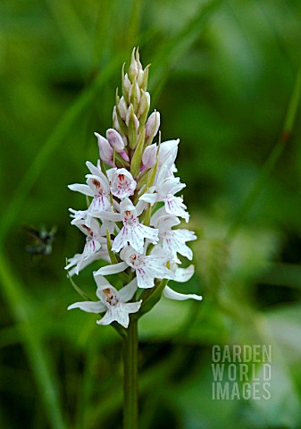 DACTYLORRHIZA_FUCHSII_COMMON_SPOTTED_ORCHID_UNUSUAL_PALE_FORM