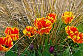 RED AND YELLOW TULIPS WITH OLD STEMS OF ANEMANTHELE LESSONIANA