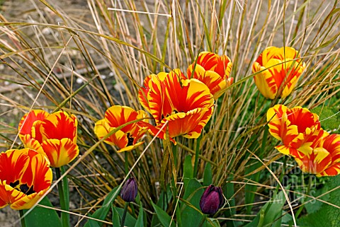 RED_AND_YELLOW_TULIPS_WITH_OLD_STEMS_OF_ANEMANTHELE_LESSONIANA