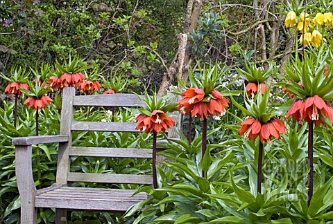 CROWN_IMPERIALS_FRITILLARIA_IMPERIALIS_AT_HARLOW_CARR_GARDEN