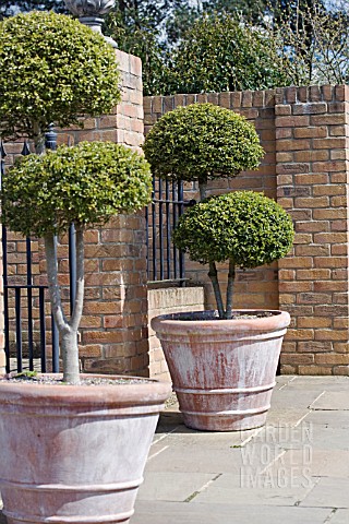 TOPIARY_SHRUBS_IN_CONTAINERS_AT_RHS_HARLOW_CARR