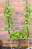 REDCURRANT GROWN AS CORDON PLANT TRAINED AGAINST A WALL