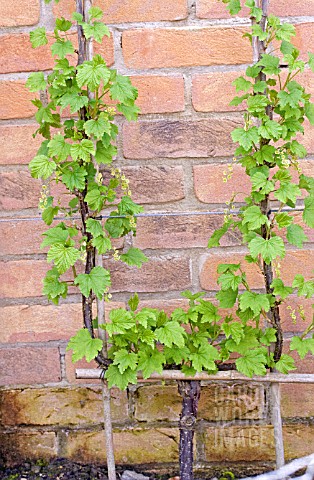 REDCURRANT_GROWN_AS_CORDON_PLANT_TRAINED_AGAINST_A_WALL