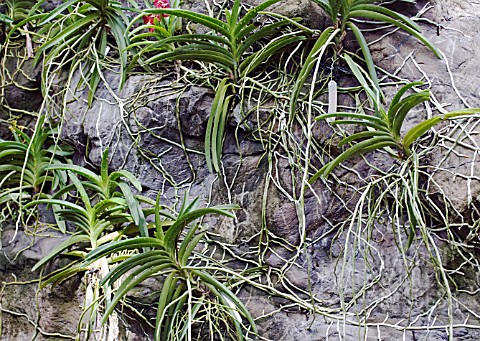 LITHOPHYTE_ORCHIDS_SHOWING_ROOTS_CLINGING_TO_THE_ROCK_FACE_AT_SINGAPORE_NATIONAL_ORCHID_GARDEN