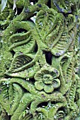 MOSS ENCRUSTED CARVING AT SINGAPORE NATIONAL ORCHID GARDEN