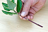 PROPAGATING FROM SEMI-RIPE CUTTINGS - LOWER LEAVES TRIMMED