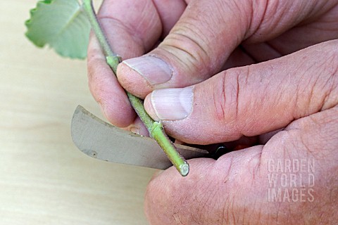 PROPAGATING_FROM_SEMIRIPE_CUTTINGS__CUTTING_THROUGH_THE_LEAF_JOINT