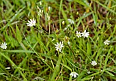 LESSER STITCHWORT, STELLARIA GRAMINEA, FLOWERING IN GRASS WITH A BUTTERCUP BUD TO ILLUSTRATE SCALE