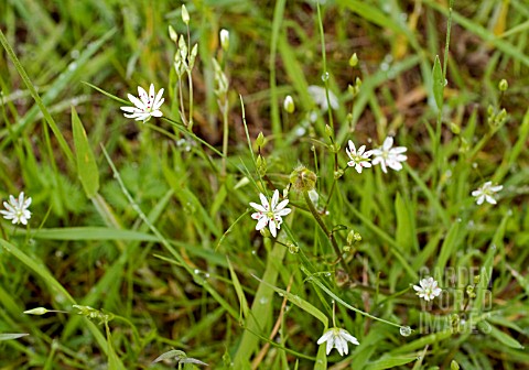 LESSER_STITCHWORT_STELLARIA_GRAMINEA_FLOWERING_IN_GRASS_WITH_A_BUTTERCUP_BUD_TO_ILLUSTRATE_SCALE