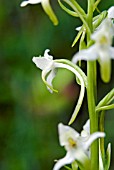 PLATANTHERA BIFOLIA, LESSER BUTTERFLY ORCHID
