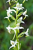 PLATANTHERA BIFOLIA, LESSER BUTTERFLY ORCHID