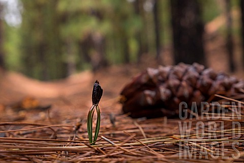 PINUS_CANAIENSIS_SEEDLING_JUST_SPROUTED_AFTER_A_RAIN_SHOWER