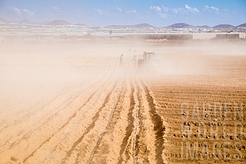 TRACTOR_PLOUGHING_FURROWS_AND_PLACING_IRRIGATION_PIPES_IN_A_DUSTY_GROUND_IN_PALM_MAR_TENERIFE_PREPAR