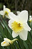 NARCISSUS ICE FOLLIES,  SPRING FLOWERING DAFFODIL