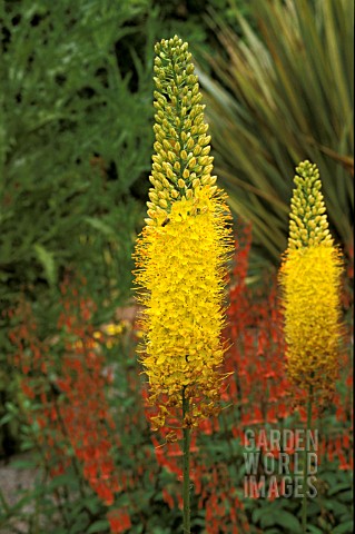 EREMURUS_STENOPHYLLUS_FOXTAIL_LILY_CLOSE_UP_OF_FLOWER_SPIKES