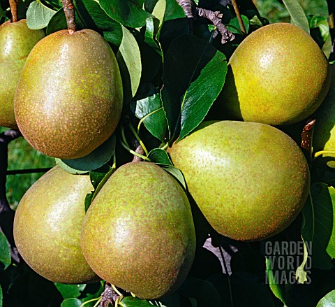PYRUS_COMMUNIS_BEURRE_HARDY_PEAR_BEURRE_HARDY