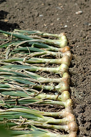 ONIONS_DRYING_IN_THE_HOT_SUN