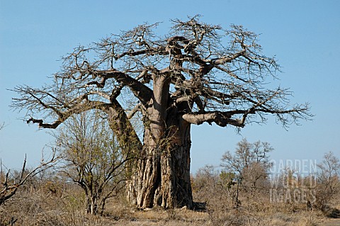 ADANSONIA_DIGITATA_BAOBAB_TREE_KRUGER_NATIONAL_PARK__SOUTH_AFRICA