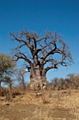 ADANSONIA DIGITATA BAOBAB TREE KRUGER NATIONAL PARK,  SOUTH AFRICA