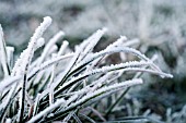 FROSTED WINTER GRASS