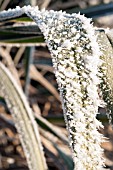FROSTED ORNAMENTAL GRASS