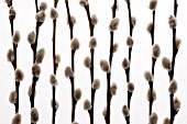 SALIX CATKINS- BUDS AND STEMS ON WHITE BACKGROUND