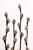 SALIX CATKINS- BUDS AND STEMS ON WHITE BACKGROUND