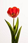 RED TUILPA ON WHITE BACKGROUND