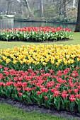 RED AND YELLOW TULIPS IN PARK