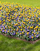 BORDER WITH YELLOW TULIPS AND PURPLE CROCUS