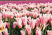 FIELD OF PINK TULIPS