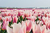 FIELD OF PINK TULIPS