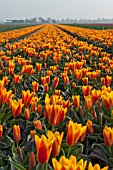 FIELD OF RED-YELLOW TULIPS