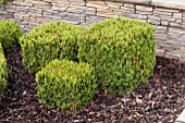 BUXUS AS CUBISM TOPIARY