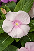 CATHARANTHUS ROSEUS SUNSTORM ICY PINK