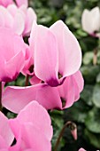 CYCLAMEN PERSICUM CANTO F1 PINK