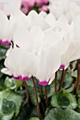 CYCLAMEN PERSICUM CANTO F1 SILVER WITH EYE