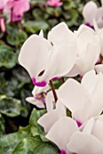 CYCLAMEN PERSICUM CANTO F1 SILVER WITH EYE